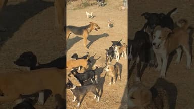 एक कुत्तिया मैं करीब एक दर्जन से अधिक बच्चों को जन्म दिया #goodgovernance