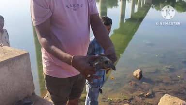 बटियागढ़: शिकारियों के कब्जे से बरामद कछुए को वन अमले ने सुनार नदी में छोड़ा