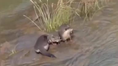 ಅರ್ಕಲ್ಗುಡ್: ಕೊಣನೂರು ತೂಗು ಸೇತುವೆ ಬಳಿ ಜಲಚರಗಳ ಕಲರವ - ಗಮನ ಸೆಳೆಯುತ್ತಿರುವ 'ನೀರು ನಾಯಿ'ಗಳು