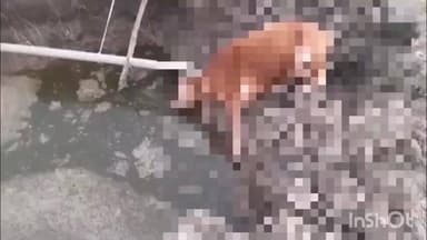 वल्लभनगर: ढावा पंचायत के फाचर में सोलर लाइन के लिए खोदे गए गड्ढों में गिरने से दो गायों की हुई मौत, ठेकेदार पर लापरवाही का आरोप