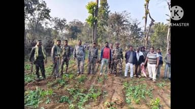 पांकी: पांकी में अवैध अफीम की खेती पर कार्रवाई