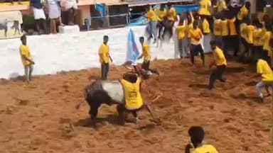 திருப்பத்தூர்: சிராவயலில் மஞ்சுவிரட்டு போட்டி: 650 காளைகள், 150 மாடுபிடி வீரர்கள் பங்கேற்பு; 68 பேர் காயம்