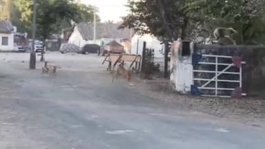 पथरिया: पथरिया थाना परिसर में कुत्ता-बंदर की नोंकझोंक का रोमांचक वीडियो सोशल मीडिया पर हुआ वायरल