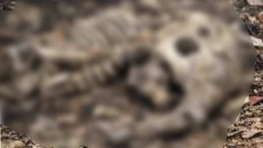 ଉଦଳା: ଶିମିଳିପାଳର ପୋଡ଼ାଡିହା ରେଞ୍ଜ ଅଞ୍ଚଳରୁ ହାତୀ ଛୁଆର ଗଳିତ କଙ୍କାଳ ଉଦ୍ଧାର