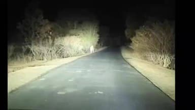 चौरई: सांख और ग्रेहटिया के बीच सड़क पर दिखा बाघ, वन विभाग ने जारी किया अलर्ट