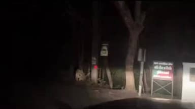 कलीनगर: खटीमा रोड पर चूका गेट के सामने टाइगर की मौजूदगी का वीडियो सामने आया