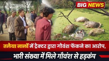तलैया नालों में ट्रैक्टर द्वारा गौवंश फेंकने का आरोप,भारी संख्या में मिला गौवश मचा हड़कप #उत्तरप्रदेश #UpdateNews #UPNews...
