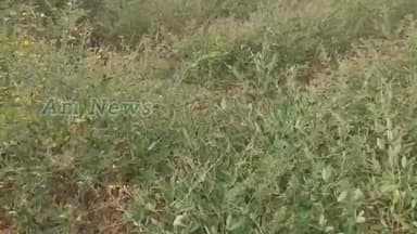 கிருஷ்ணகிரி: மாவட்டத்தில் போச்சம்பள்ளி மற்றும் ஊத்தங்கரை சுற்றுவட்டார பகுதிகளில் நிலவி வரும் கடும் பணி காரணமாக துவரை விளைச்சல் பாதிப்பு