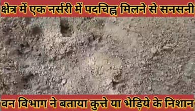 #क्षेत्र_में_एक_नर्सरी_में_पदचिह्न_मिलने_से_सनसनी_वन #विभाग_ने_बताया_कुत्ते_या_भेड़िये_के_निशान
#chetr #me #ek #nrsari ...