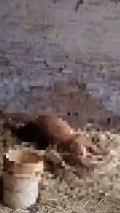 बस्ती के थाना नगर क्षेत्र स्थित रानीपुर गौशाला में कथित गलत इलाज के कारण पांच गोवंशों की मौत हो गई। इस घटना के बाद हड़कं...