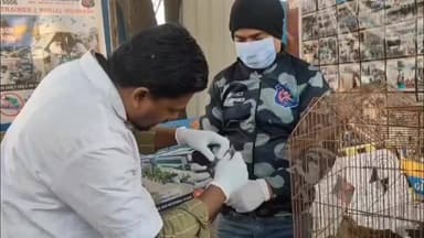 વાપી: ચાણોદ વિસ્તારમાં કરુણા અભિયાન 2026 અંતર્ગત 29 પંખીઓનું સફળ રેસ્ક્યૂ કરાયું