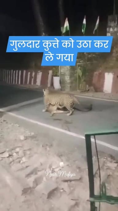 🚨गुलदार का खूनी हमला, कुत्ते को घसीट ले गया जंगल में!
उत्तरकाशी के मायडंडा स्थित ITBP कैंप के पास गुलदार का आतंक एक बार...