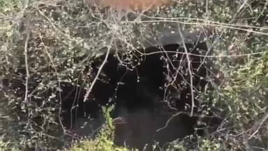 జుక్కల్: మద్నూర్ లో లక్ష్మీనారాయణ గోశాల సమీపంలో మిషన్ భగీరథ పైప్ లైన్ గుంతలో పడి దూడ మృతి, ఆవేదన వ్యక్తం చేస్తున్న బాధితుడు