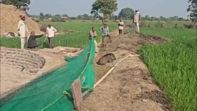 सिमरिया: सिंगवारा में खेतों का 'खलनायक' बना जंगली सुअर, वन विभाग ने फिल्मी अंदाज में किया रेस्क्यू!