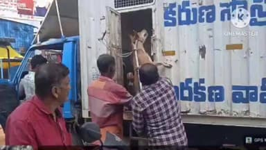 హిందూపురం మున్సిపల్ పరిధిలో రాబిస్ నివారణ చర్యల్లో భాగంగా వీధి కుక్కలను తరలిస్తున్న మున్సిపల్ సిబ్బంది