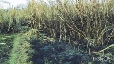 उमरखेड: पोफाळी येथे शॉर्टसर्किटमुळे चार एकर मधील ऊस जळून खाक, शेतकऱ्याचे पाच लाखाचे नुकसान