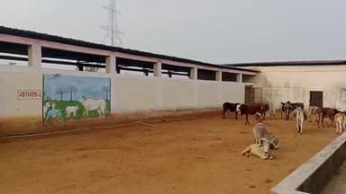 खरगापुर: कामधेनु गौशाला खुडॉन में भारी अनियमितता: रिकॉर्ड में 120 पशु, मौके पर मिले केवल 50-60