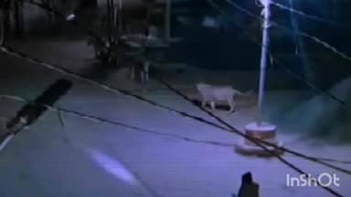 ખાંભા: રબારીકા ગામે શિકારની શોધમાં ઘૂસ્યા 4 સિંહોના આંટાફેરા વિડીયો થયો છે વાયરલ