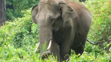 जैतहरी: धनगवां बीट में हाथियों की मौजूदगी, आरएफ-338 व 337 क्षेत्र में 3 हाथियों का शांत विचरण