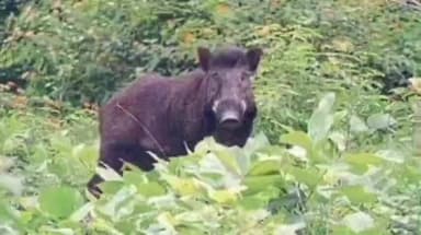 संग्रामपूर: वन्य प्राण्यांचा उपद्रव! खामगाव आणि संग्रामपूर तालुक्यात रब्बी पिकांचे मोठे नुकसान, शेतकऱ्यांवर चिंतेचे सावट