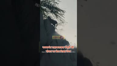 जयसमंद वाइल्डलाइफ सेंचुरी की दीवार पर बैठा दिखा पैंथरसुबह-सुबह धूप सेंकता रहा, #news #जयसमंद #सलूंबर