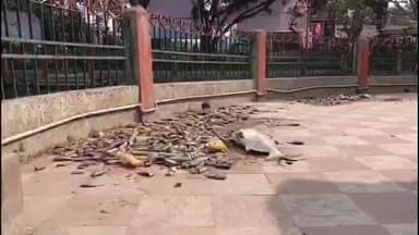 মৰিগাঁও: চহৰৰ ঐতিহাসিক পদুম পুখুৰীত মাছৰ অস্বাভাৱিক মৃত্যু, নিষিদ্ধ 'জাপানী কাৱৈ'ক লৈ চিন্তিত সচেতন ৰাইজ