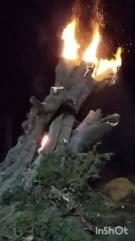 ತರೀಕೆರೆ: ರಂಗೇನಹಳ್ಳಿಯಲ್ಲಿ ಇದ್ದಕ್ಕಿದ್ದಂತೆ ಆಕಸ್ಮಿಕವಾಗಿ ಹೊತ್ತಿ ಉರಿದ ಮರ, ಆತಂಕಗೊಂಡ ಸ್ಥಳೀಯರು.!