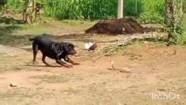 ತರೀಕೆರೆ: ಹಾವು - ನಾಯಿ ನಡುವೆ ಭೀಕರ ಕಾಳಗ, ಹಾವು ಕೊಂದು ಪ್ರಾಣತ್ಯಾಗ ಮಾಡಿದ ನಾಯಿ.! ನಾಯಿ ಜೊತೆ ಹಾವಿಗೂ ಅಂತ್ಯ ಸಂಸ್ಕಾರ.!