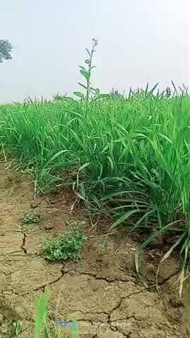 शिकयात ग्राम पंचायत सुनवाहा व मजरा तुर्का में अभी तक कोई सड़क नहीं है बच्चों को स्कूल नहीं जाते है ब्लाक बार तहसील महरौन