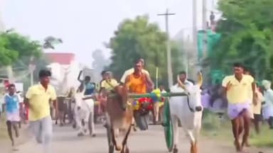 விளாத்திகுளம்: ஆற்றங்கரை கிராமத்தில் பொங்கல் பண்டிகை முன்னிட்டு மாட்டு வண்டி பந்தயம் நடைபெற்றது