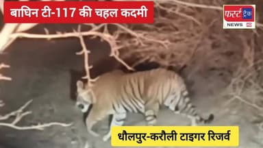 बाघिन टी-117 की चहल कदमी। धौलपुर-करौली टाइगर रिजर्व।
#DholpurNews #BreakingNews #RajasthanNews #tiger #टाईगर #धौलपुर #Ti...