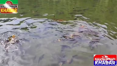 👹लोहाघाट के पूर्व भाजपा विधायक पूरन सिंह फर्त्याल का सपना आज चंपावत जिले की बन गया पहचान 👹 कोली ढेक झील 👹 लोहाघाट👹