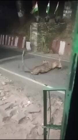 पंचकूला: चंडीमंदिर, बीड़ घग्घर गांव के पास तेंदुए के घूमने का वीडियो वायरल, लोगों में दहशत