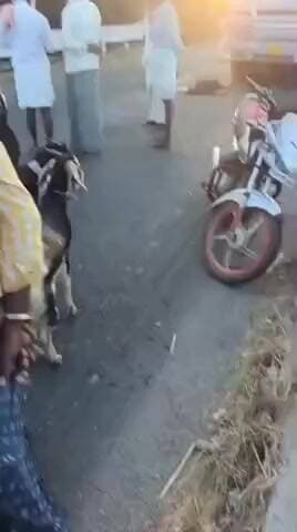 ದೇವದುರ್ಗ: ಕುರಿಗಳ ಮೇಲೆ ಹರಿದ ಲಾರಿ, 5 ಕುರಿಗಳ ಸಾವು : ಕುರಿಗಾಹಿ ಕಣ್ಣೀರು