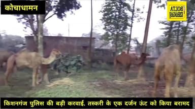 #किशनगंज में पकड़ा गया ऊंट तस्करी का बड़ा रैकेट, एक दर्जन ऊँट के साथ तीन तस्कर गिरफ्तार
#trendingnews #socialmedia #k...