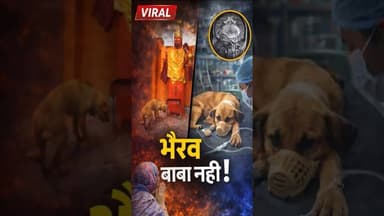 “भैरव बाबा नहीं! कुत्ते की MRI रिपोर्ट ने खोला चमत्कार का सच” #nagina #कुत्ताप्रेमी #नंदपुरनगीना