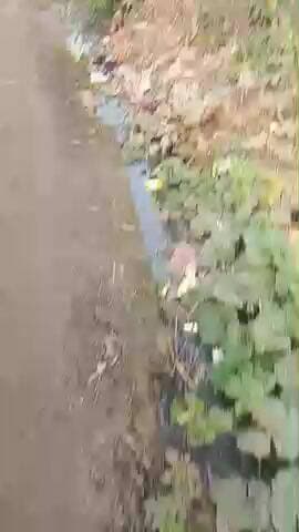 करछना क्षेत्र के अंतर्गत ग्राम सभा सुलमई में लगभग 1 साल से भरी पड़ी हुई है गंदगी
नाली नहीं सफाई हो रही है ।