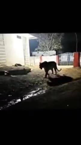 आगर मालवा में कुंडी खेड़ा तरफ दिखा शेर मौके पर वीडियो वायरल किसी व्यक्ति ने बनाई छुपके से वीडियो बनाई ।