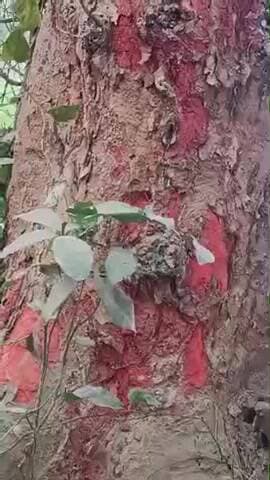 लाल चंदन की खेती दरभंगा जिला में पता चला कि लाल चंदन की खेती हो रही है