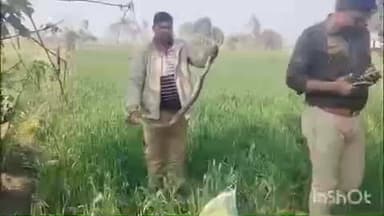 धौरहरा: गेहूं के खेत में निकला 7 फ़ीट का अजगर, वन विभाग ने रेस्क्यू कर अंतर्वेद जंगल में छोड़ा