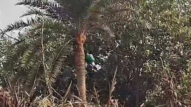 মেদিনীপুর: নিপা ভাইরাস আতঙ্কে চরম মন্দা খেজুরগুড়ের বাজারে, লোকসান মেদিনীপুর সদরের ব্যবসায়ীদের