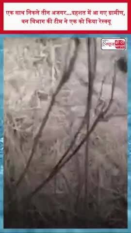 एक साथ निकले तीन अजगर...दहशत में आ गए ग्रामीण, वन विभाग की टीम ने एक को किया रेस्क्यू
#Ajgar #PythonRescue #SnakeAlert