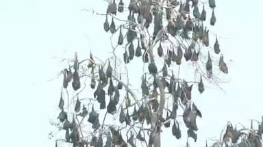 মেদিনীপুর: "নিপা ভাইরাস নিয়ে পশ্চিম মেদিনীপুরে আতঙ্কের কোন কারণ নেই"-মেদিনীপুরে জানালেন CMOH