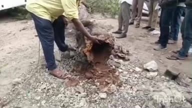 વિજાપુર: વિજાપુરના જુના શાકમાર્કેટ વિસ્તારમાં ST બસ પર જર્જરિત વૃક્ષ પડી જતા મોટી દુર્ઘટના ટળી