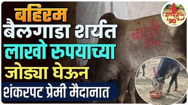 Bahiram Yatra : सुप्रसिद्ध बहिरम Bailgada Sharyat आली रंगात ! लाखोच्या जोड्या मैदानात #gavran_90