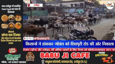 श्योपुर बाजार में घुसे 2000 आवारा गौवंश, मची अफरा-तफरी | ChambalTV
#श्योपुर #sheopur #चंबलटीवी #JansamparkMP #LiveNew...