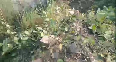 अमरिया: अमरिया तहसील क्षेत्र के तुमड़िया के पास नदी की सफाई के नाम पर काटे गए हजारों पेड़