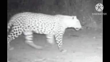 गांव मांचडी में आबादी के समीप देर रात देखा गया पैंथर, किसान और ग्रामीणों में भय का माहौल