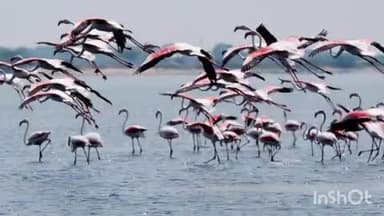 ବାଲୁଗାଁ: ଚିଲିକାରେ ୧୯୬ ପ୍ରଜାତିର ପକ୍ଷୀଙ୍କ ଆଗମନ