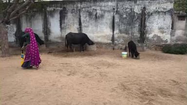 धूल, पसीना और जीत का जज्बा: जब रेगिस्तान के सन्नाटे में गूँजी क्रिकेट के बल्ले की गूँज।